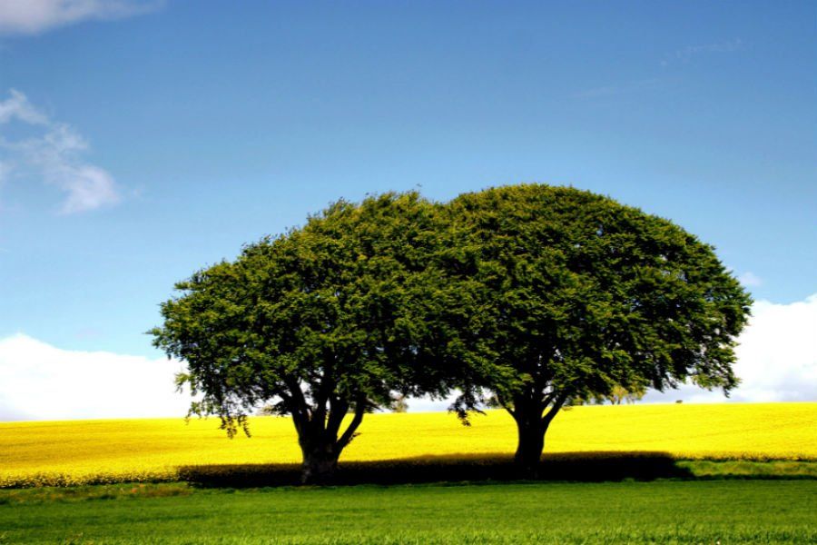 tree