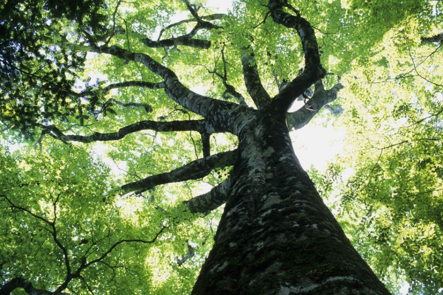 tree