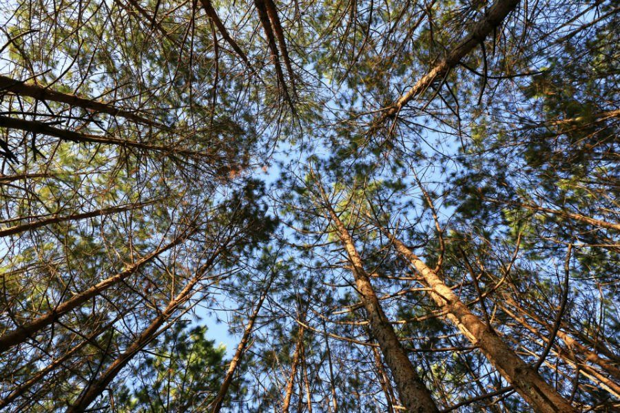 tree