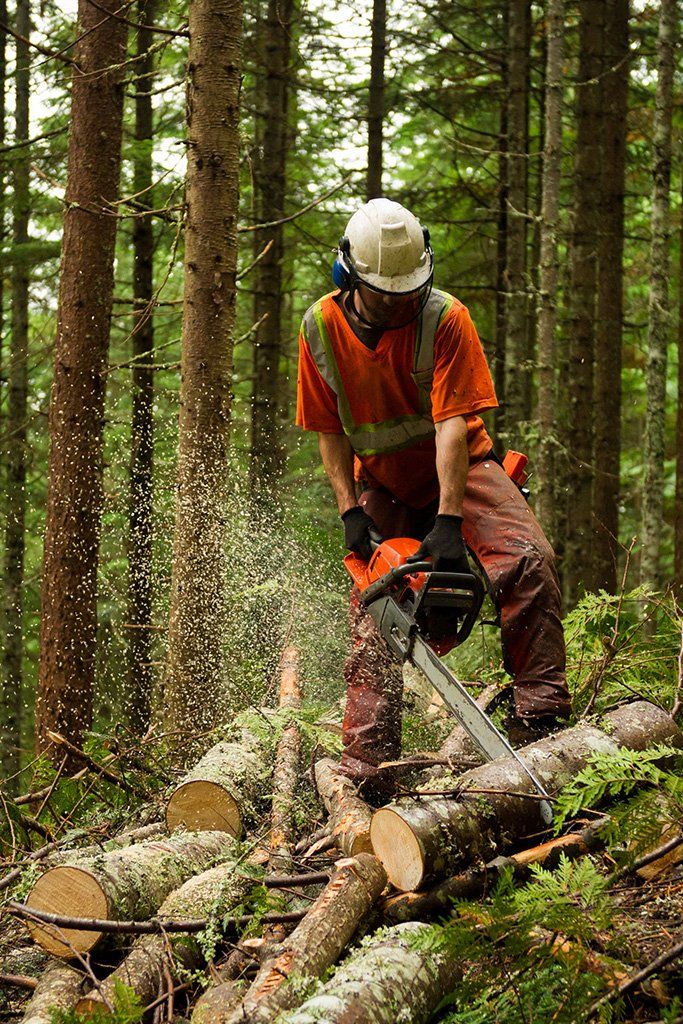 Tree cutting