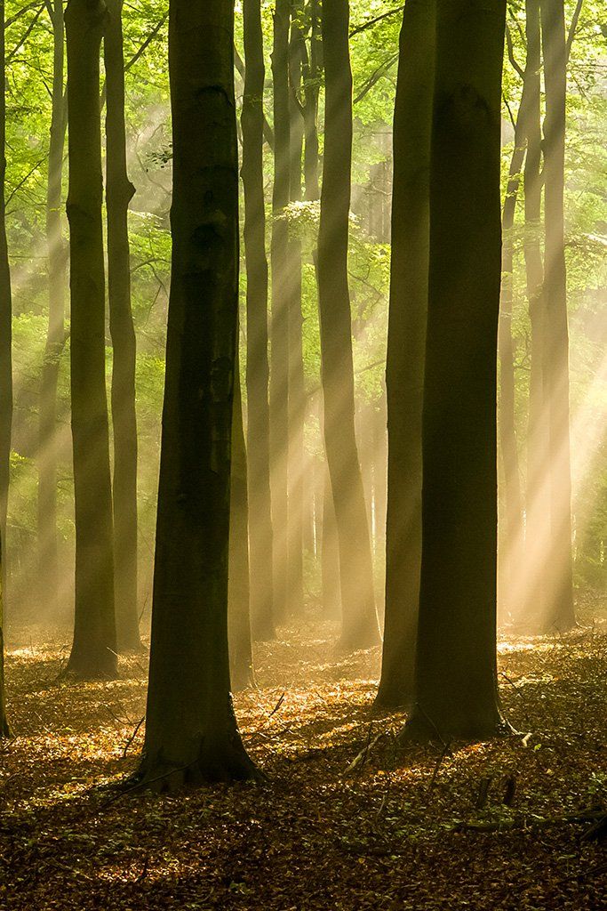 trees