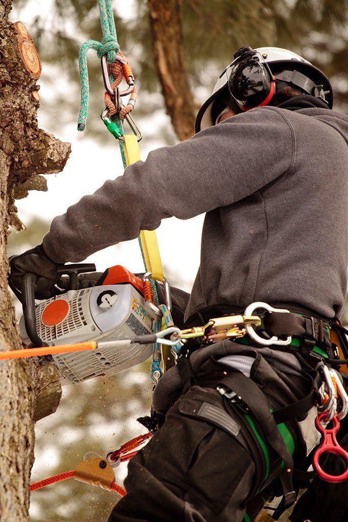 Tree services