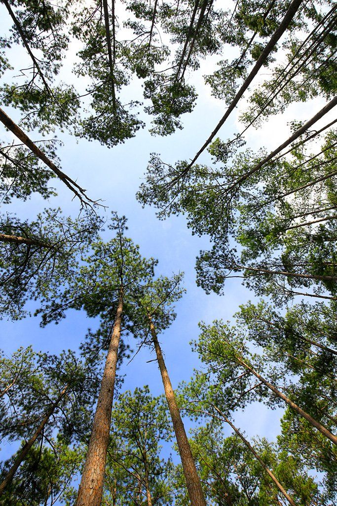 trees