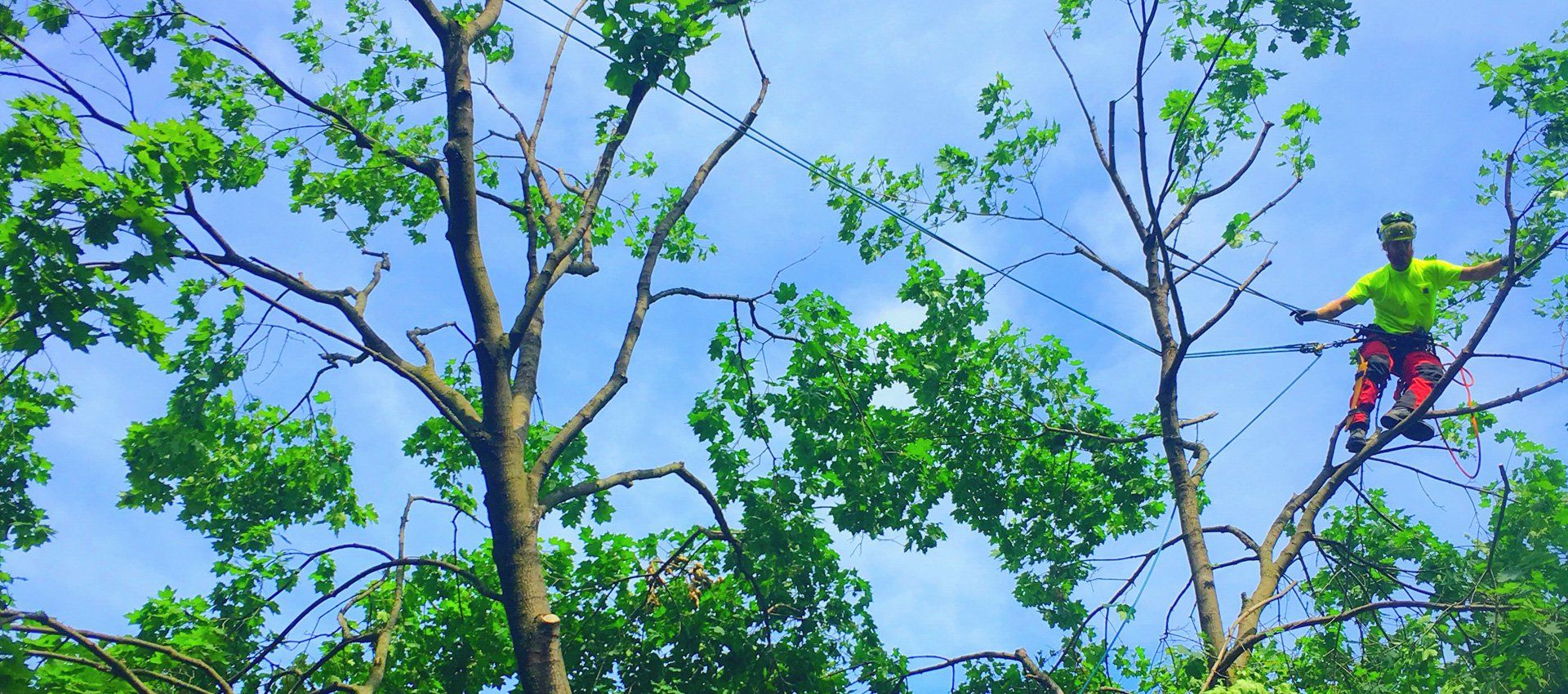 Tree Removal, Newmarket, Ontario