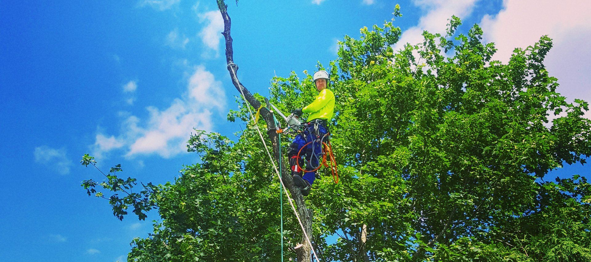 Tree Removal, Newmarket, Ontario