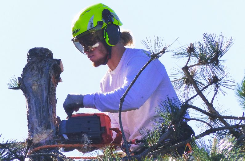Spencer Jackson | Alpine Arborist Spencer Jackson | Alpine Arborist