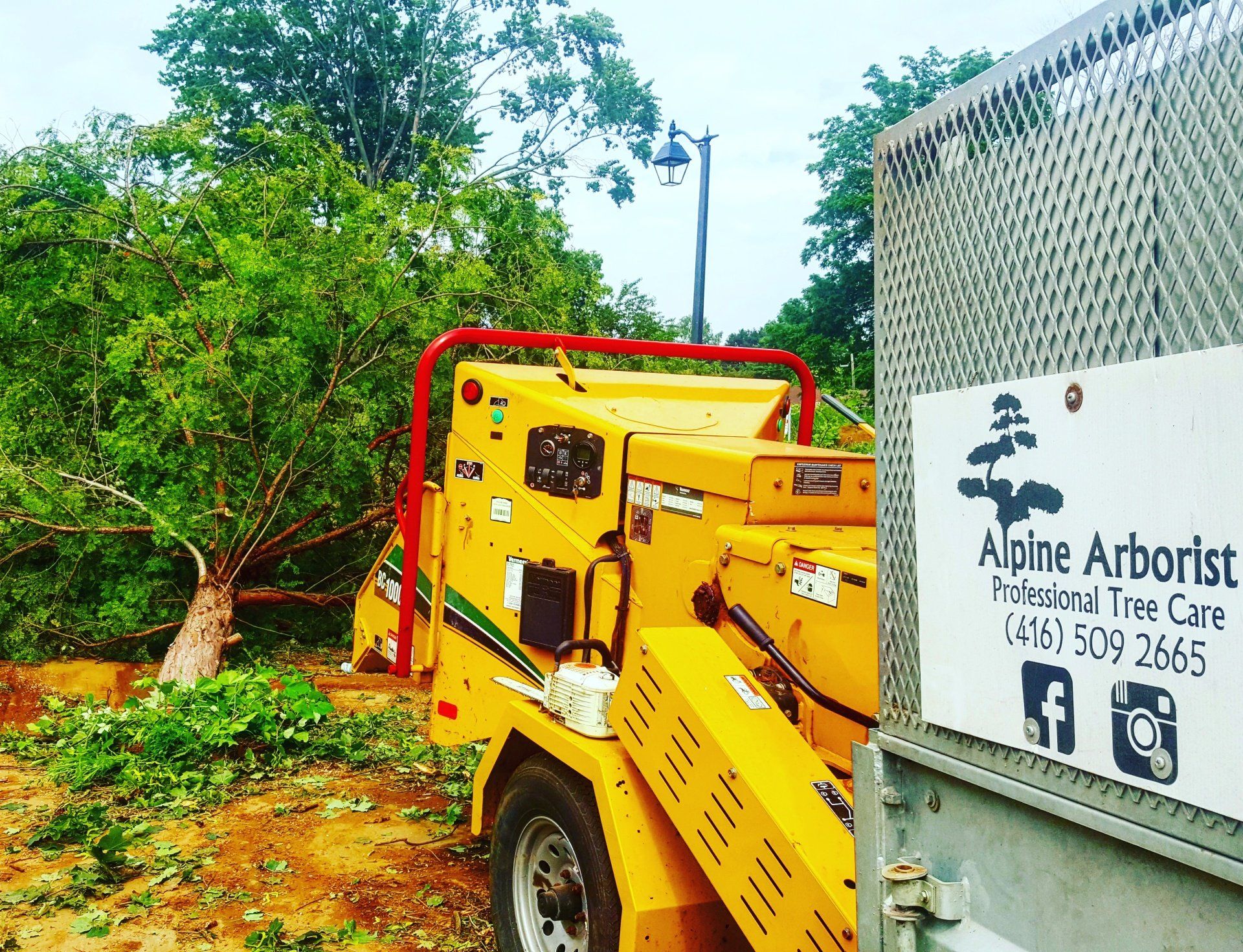 Tree Removal, Newmarket, Ontario