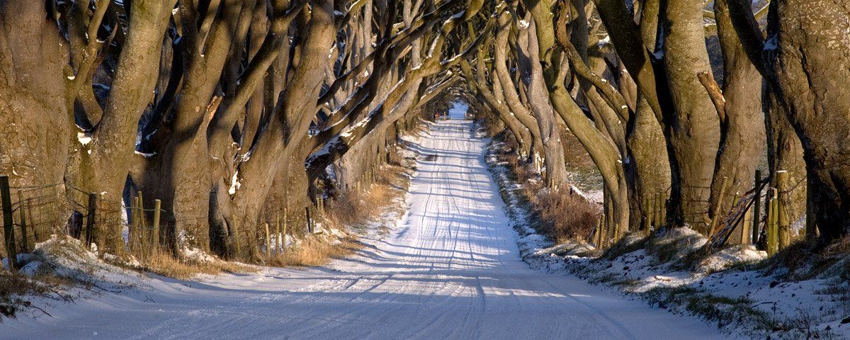 Photo of the Dark Hedges by Art Ward ©