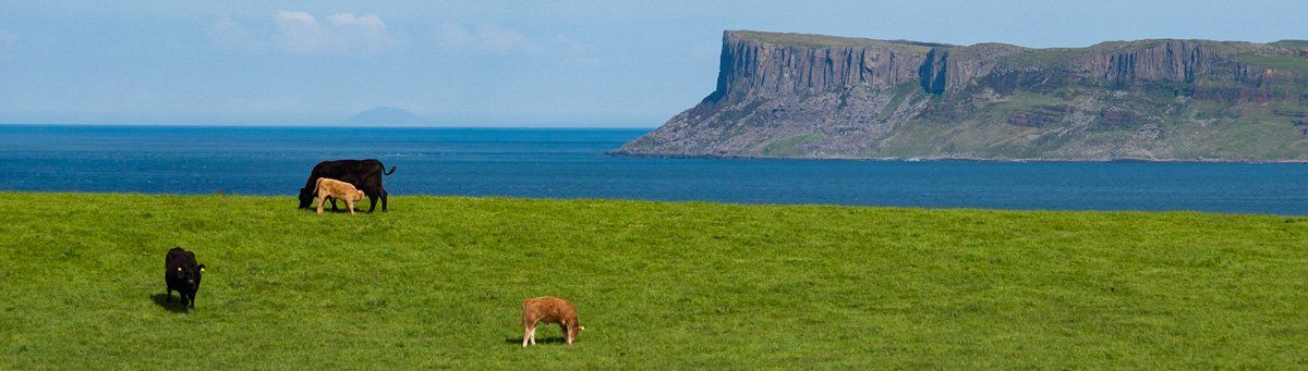 Photo - Fair Head by Art Ward