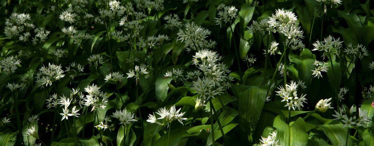Photo of wild garlic by Art Ward ©