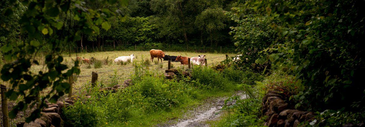 Photo of Rural Scene by Art Ward ©