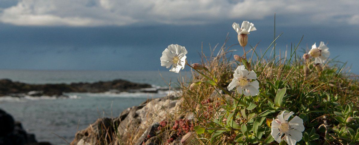 Photo of sea plant by Art Ward ©