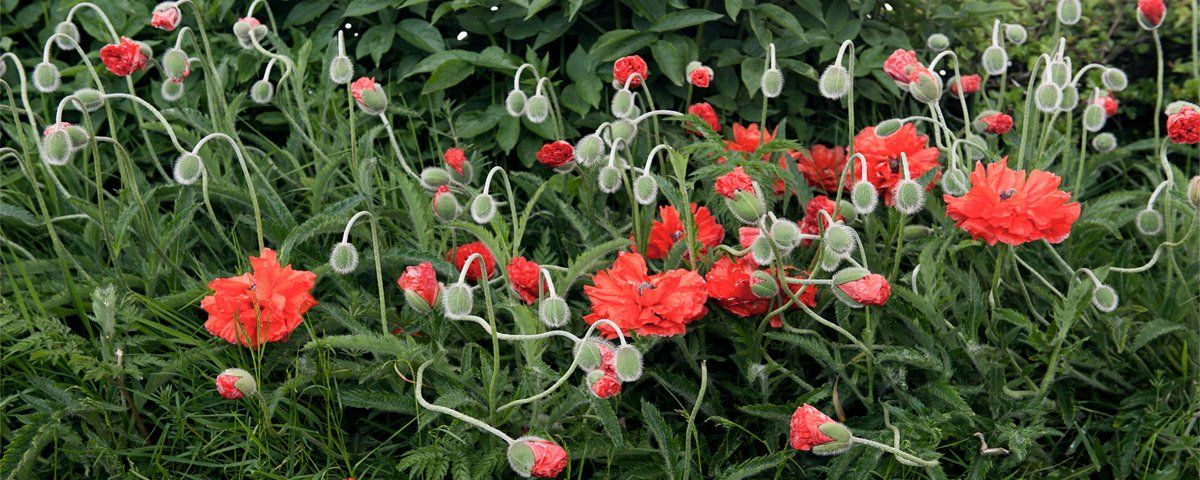 Photo of Poppies by Art Ward ©