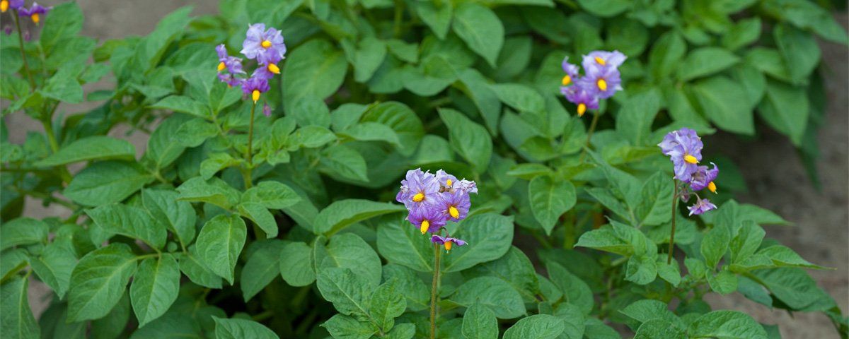 Photo of Potato Fowers by Art Ward ©