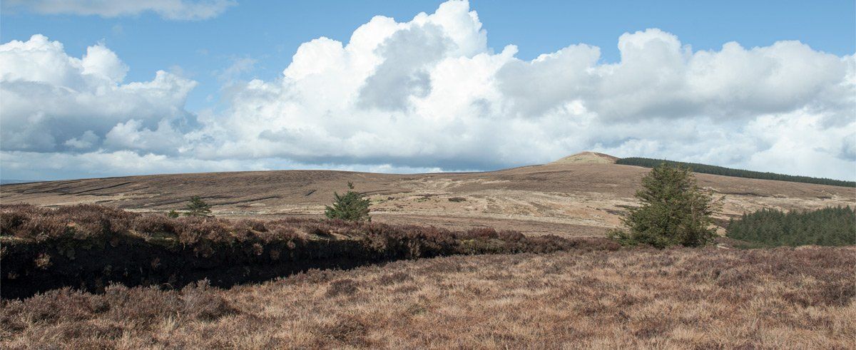 Photo of Bogland by Art Ward ©