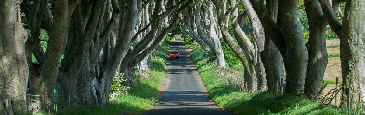 Photo of the Dark Hedges by Art Ward ©