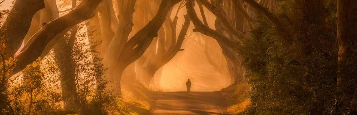 Photo of the Dark Hedges by Art Ward ©