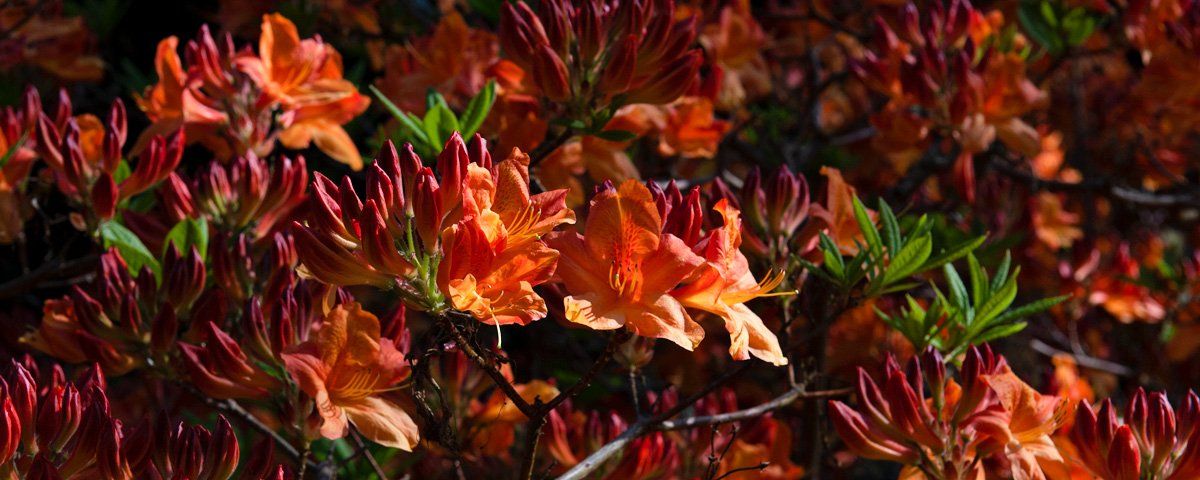 Photo of flowers by Art Ward ©