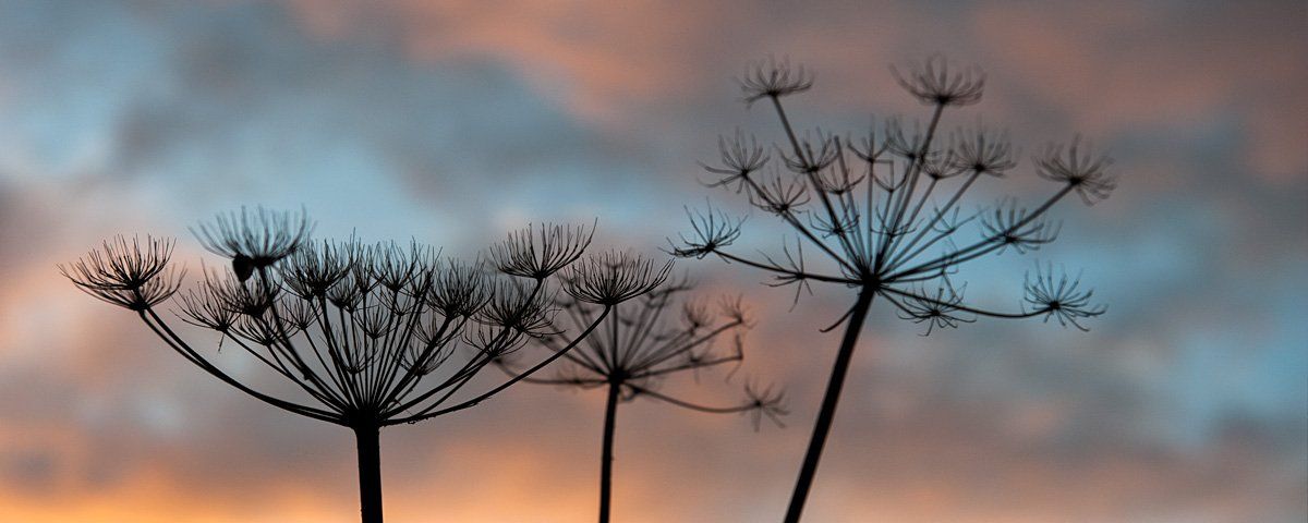 Photo of flowers by Art Ward ©