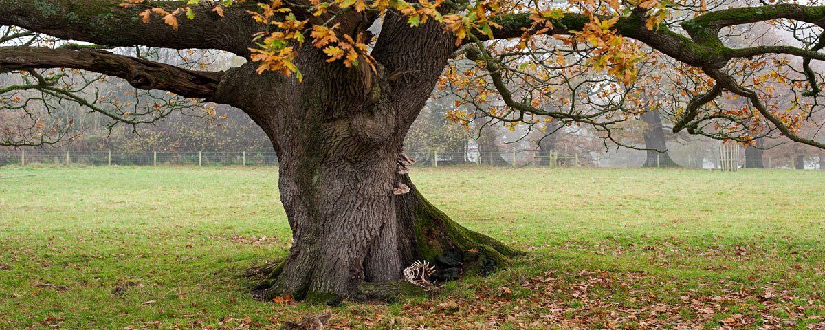 Photo of trees by Art Ward ©
