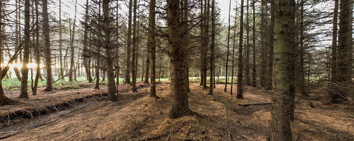 Photo of trees by Art Ward ©