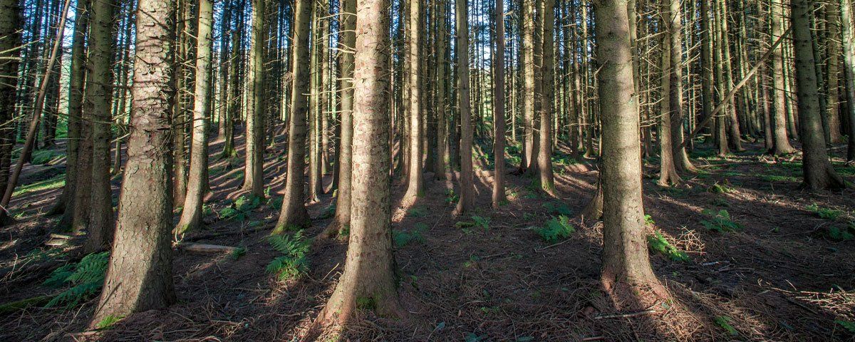 Photo of Glentaisie by Art Ward ©