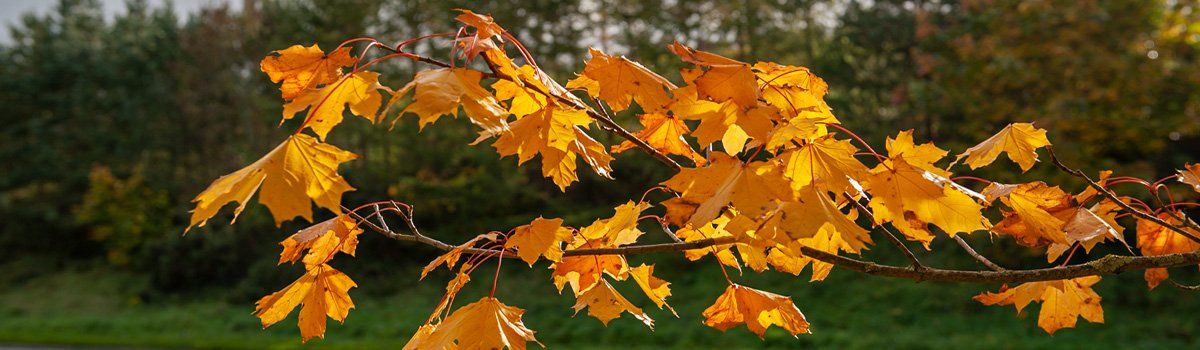 Photo - Autumn Leaves by Art Ward