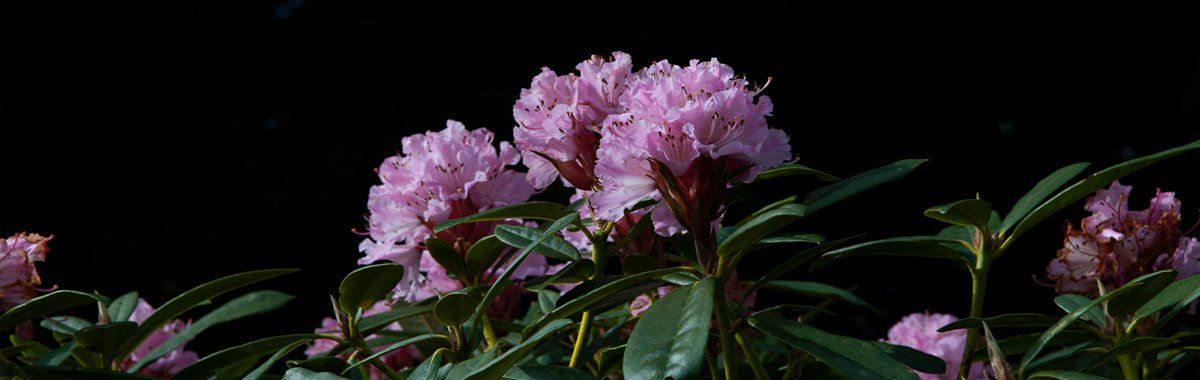 Photo of flowers by Art Ward ©