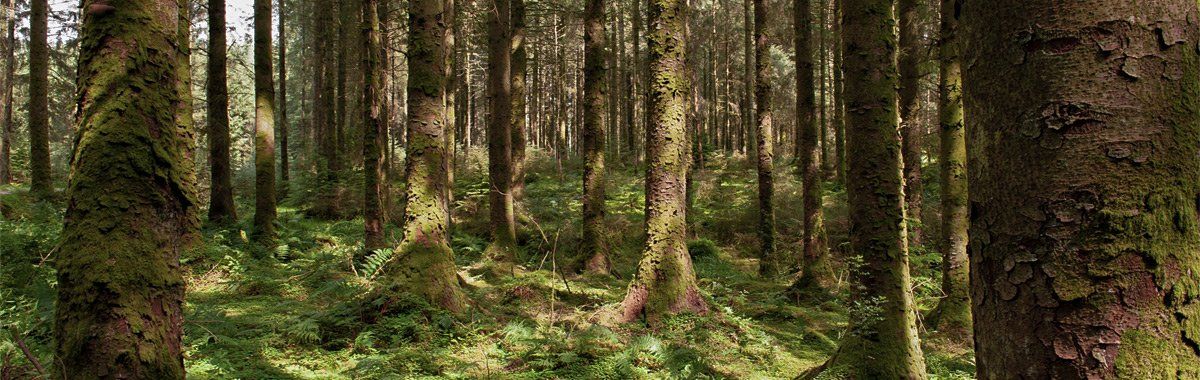 Photo of trees by Art Ward ©