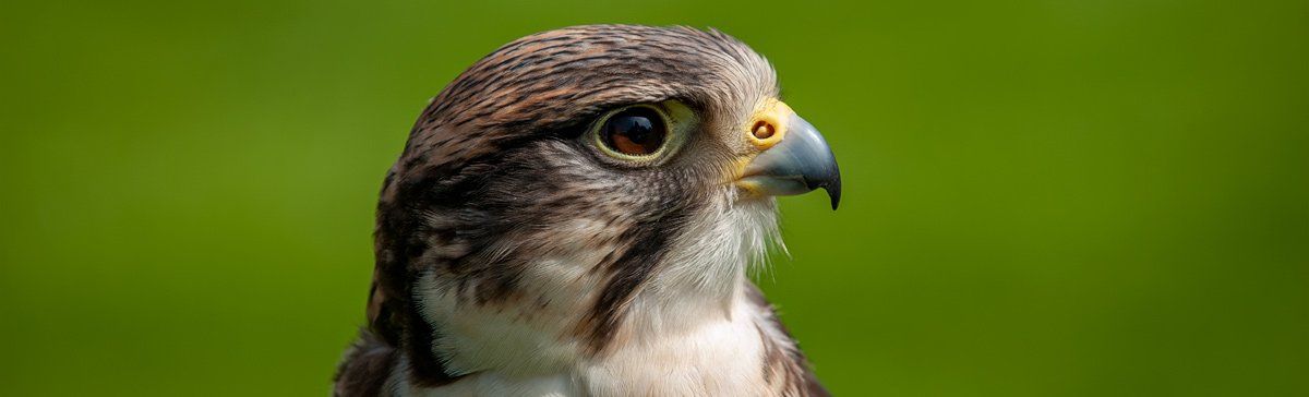 Photo of hawk by Art Ward ©