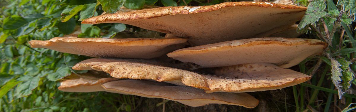 Photo of funghi by Art Ward ©
