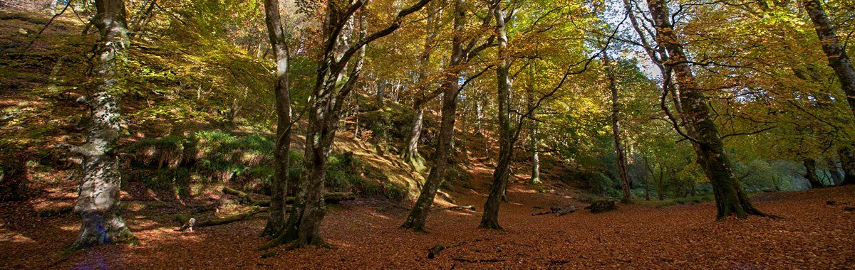 Photo of trees by Art Ward ©