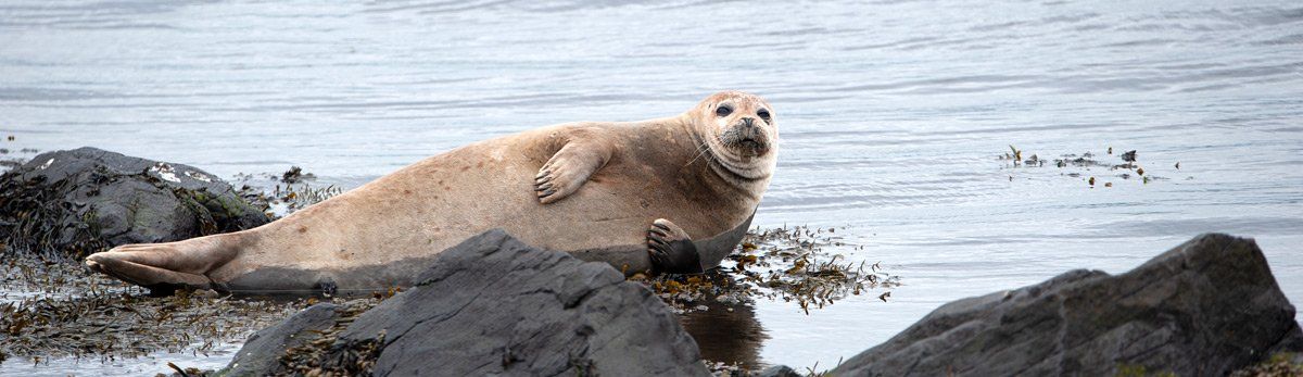 Photo - Seal Rathlin by Art Ward