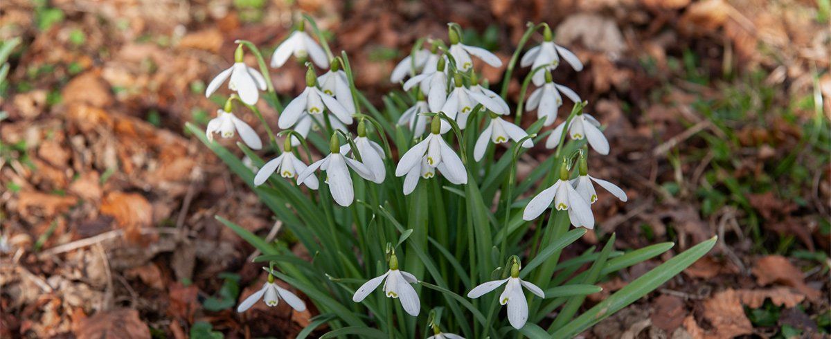 Photo of Snowdrops by Art Ward ©