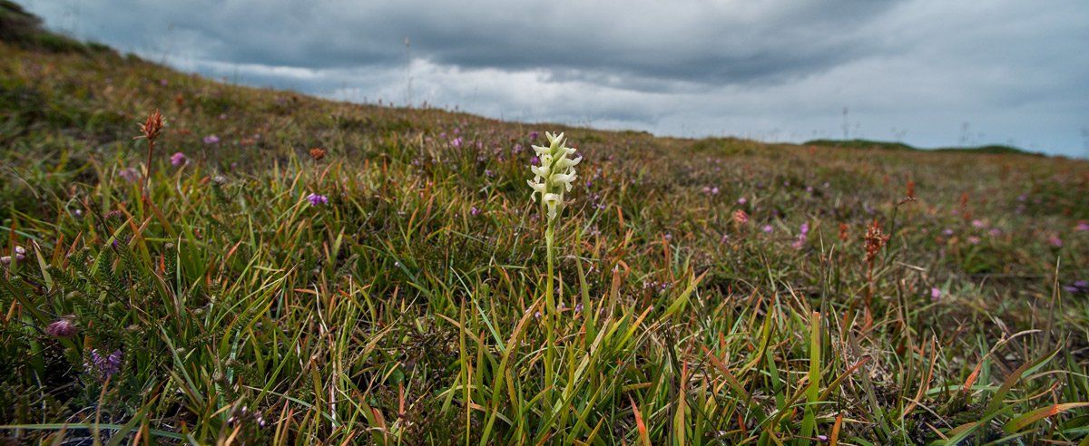 Photo of Lady's Orchid by Art Ward ©