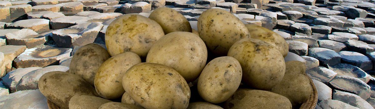 Graphic illustration of a plate of spuds by Art ward