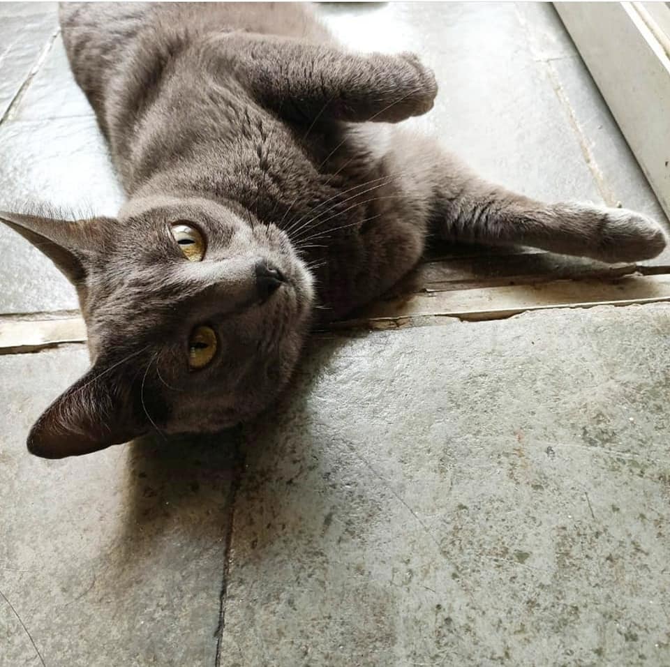 Hóspede Gatito - 26.2.2021