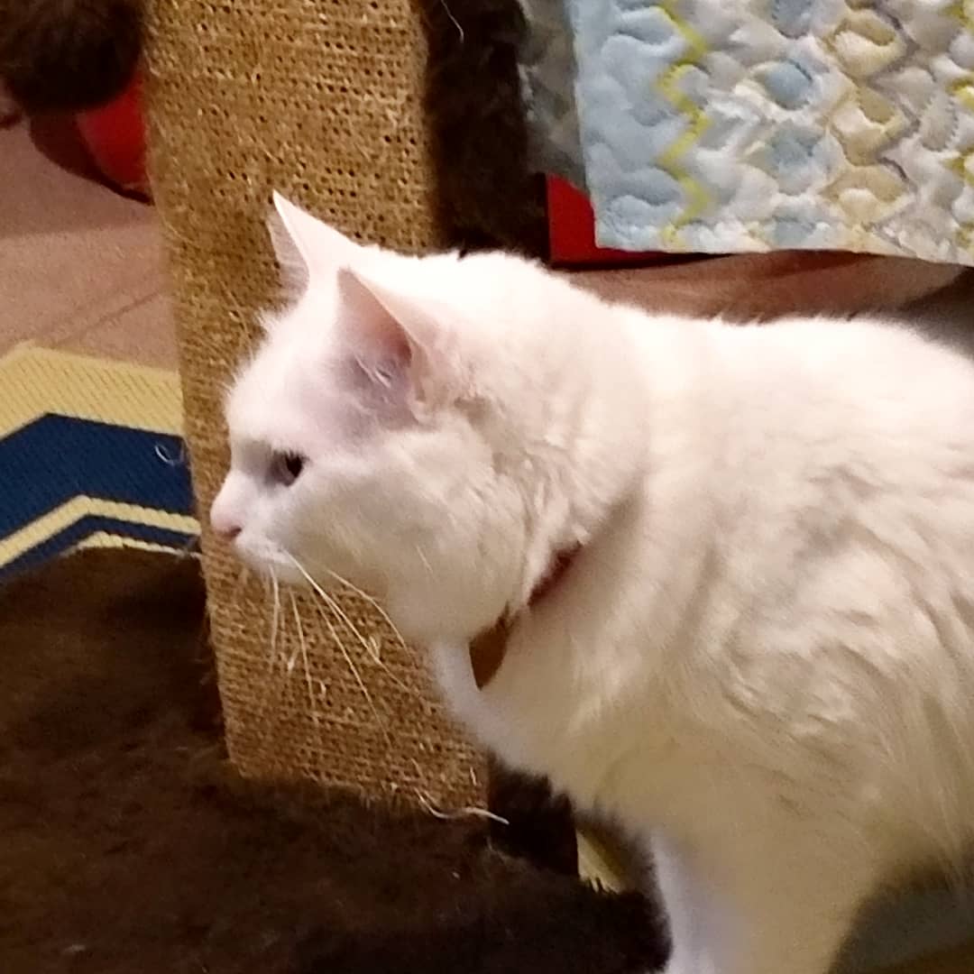 Hóspede Gatito - 26.2.2021