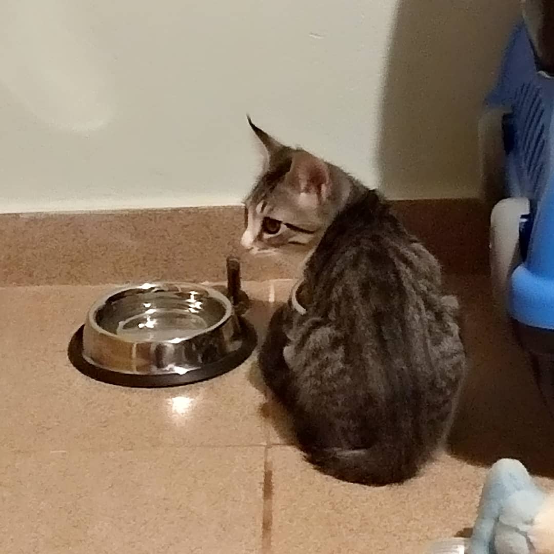 Hóspede Gatito - 26.2.2021
