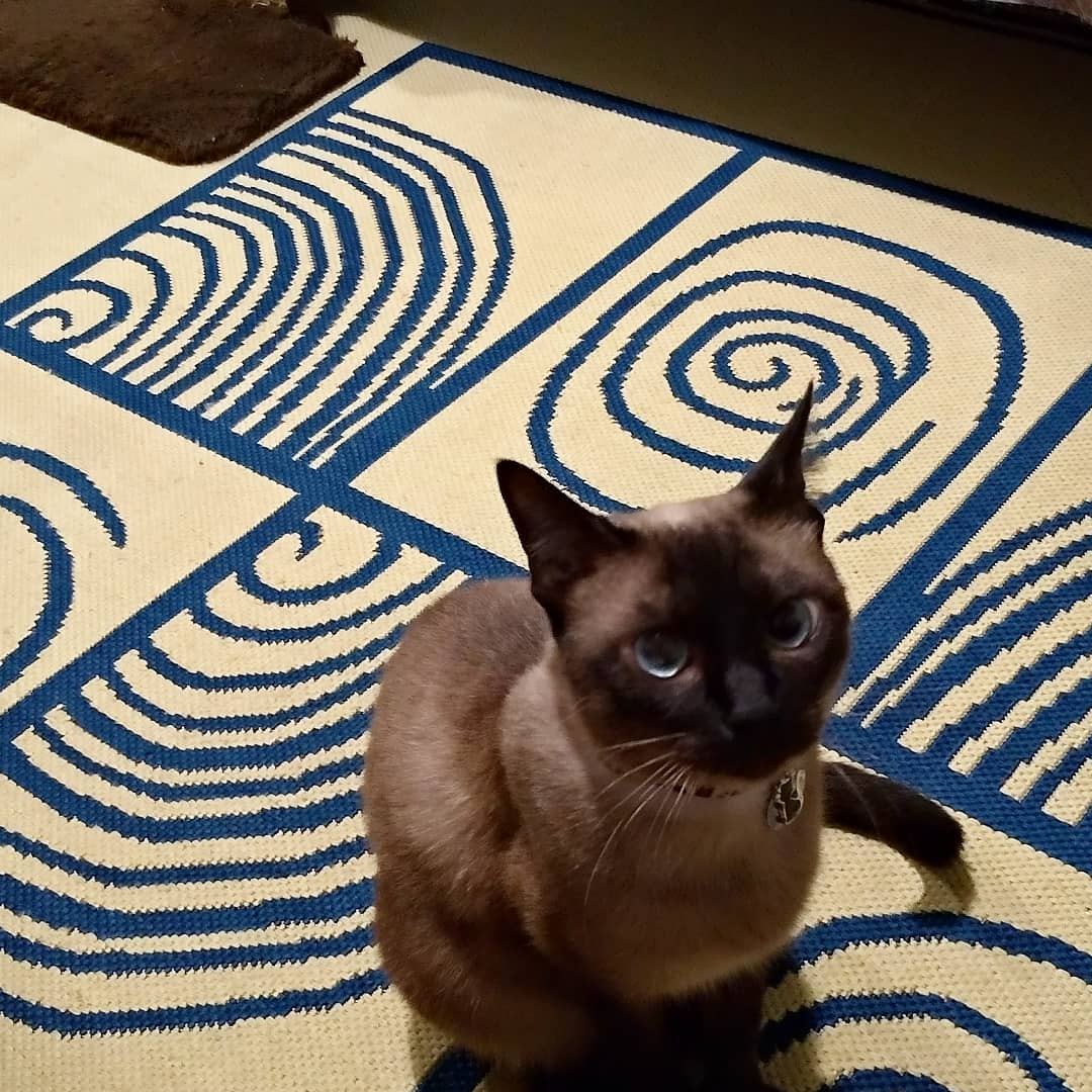 Hóspede Gatito - 26.2.2021