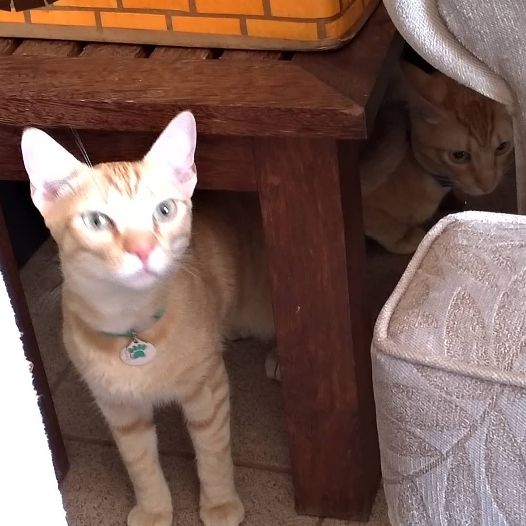 Hóspede Gatito - 26.2.2021