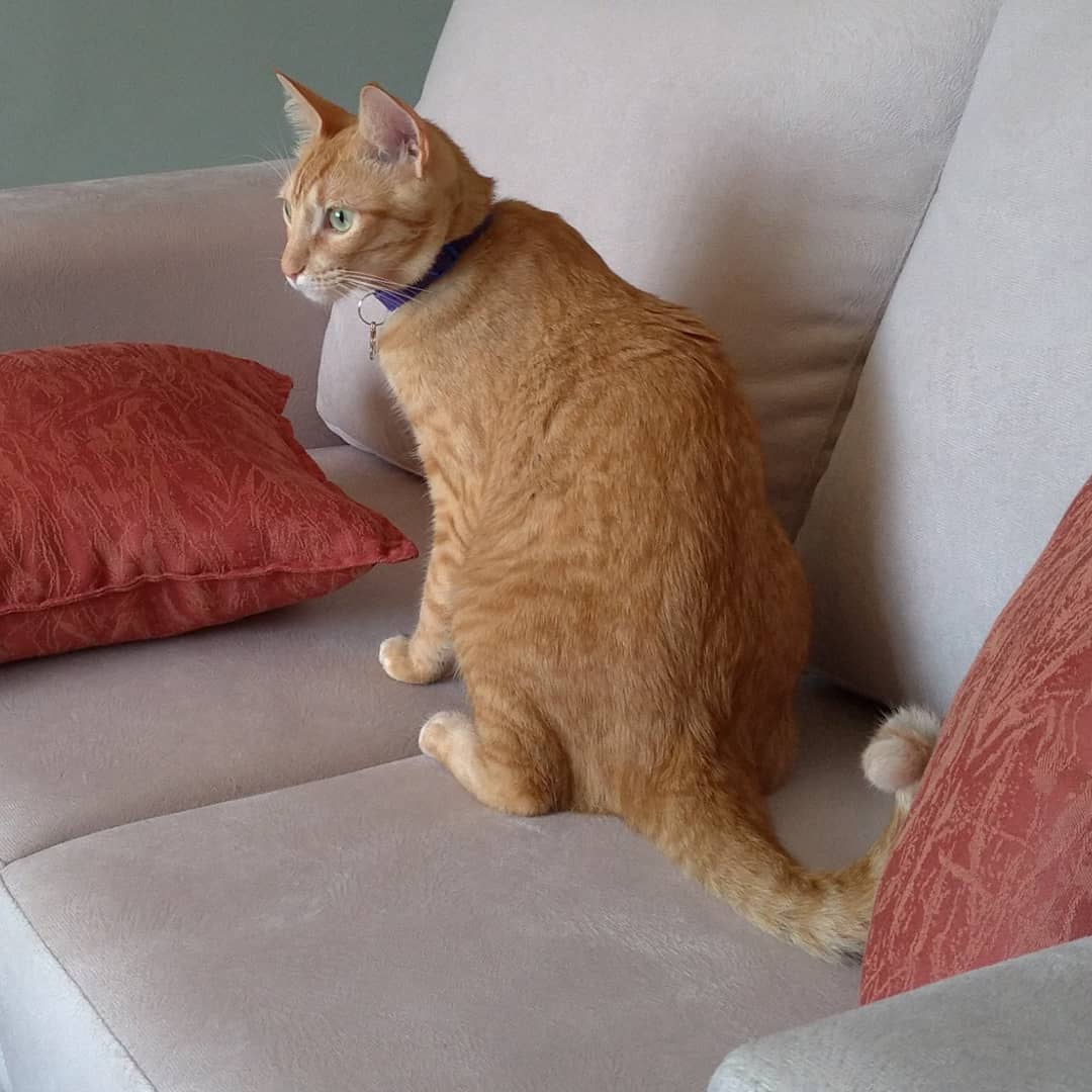 Hóspede Gatito - 26.2.2021