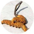 A dried, golden-brown cordyceps fungus attached to a thin, dark stalk against a white background.