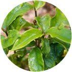 Morinda Officinalis - A close-up of vibrant green, oval-shaped leaves with visible veins on a shrub, set within a circular frame.