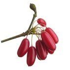 Cornus Officinalis - A cluster of bright red, oval-shaped Cornelian cherries hanging from a woody stem against a plain white background.