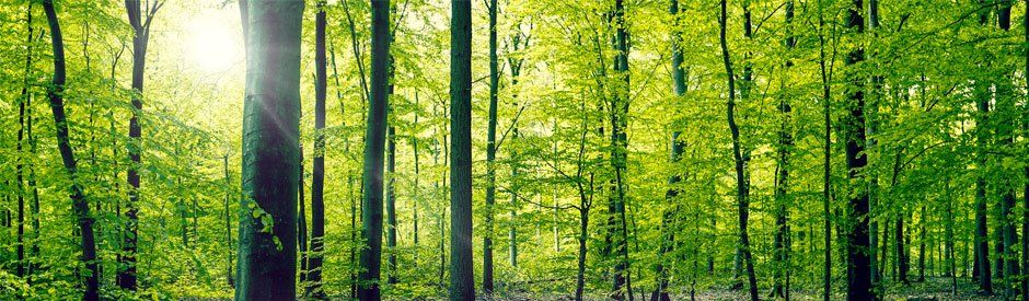 trees