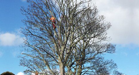 tree specialist at work