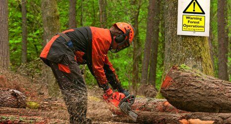 branch cutting