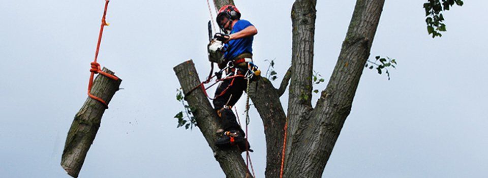 tree surgeon