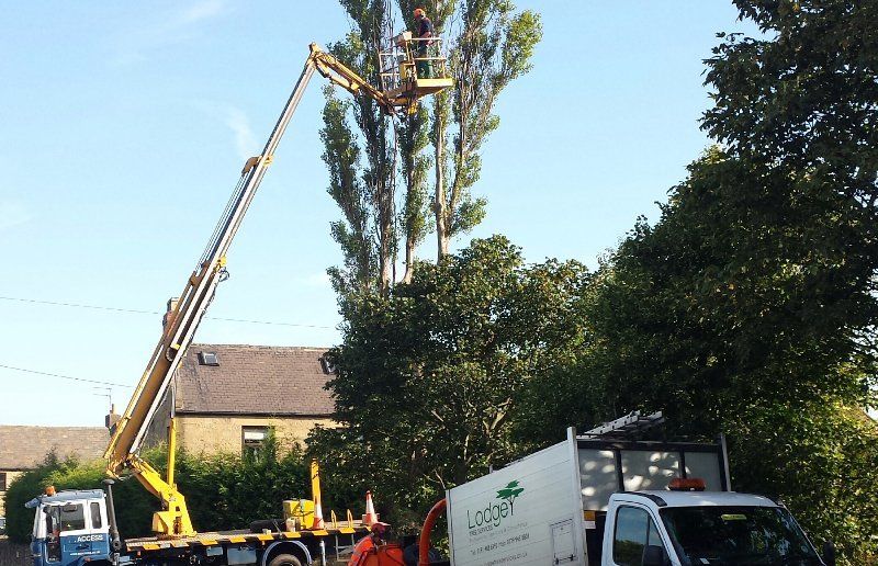 tree felling